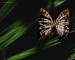 motýlek 2.jpg